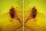 Fossil Fly (Diptera) In Baltic Amber #145485-1